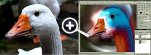Bild 2. Die psychedelische Gans entstand durch das Zusammenspiel von Lichteffekten, Filtern, Ebenenmodi und den entsprechenden Masken [Foto: Franko Hoffmann-Samaga]