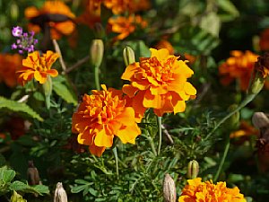 Tagetes patula, goldgelbe Studentenblume – Testfoto  [Foto: Jan-Markus Rupprecht]