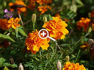Tagetes patula, goldgelbe Studentenblume – Testfoto  [Foto: Jan-Markus Rupprecht]