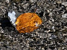 Blatt im Bach [Foto: Wiggerl]
