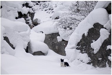 Bild 3 Gebirgslandschaft mit Hund, Wimbachgries/Berchtesgadener Land [Foto: Heiko Berner]
