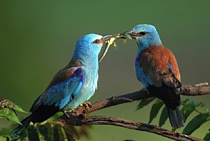 Hunsrücker Naturfototage – Blauracken [Foto: Dietmar Nill]