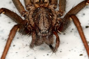 Praxistest - Hausspinne, abgelichtet im Maßstab 1:1 bei Blende 16 [Foto: Ralf Conrads]