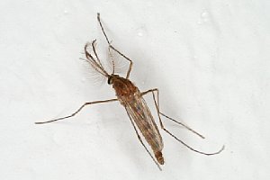 Praxistest – Mücke auf einer Raufasertapete, bei Blende 22 im Maßstab 1:1 [Foto: Ralf Conrads]