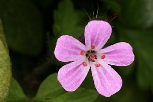 Praxistest - Blüte ist vom Stinkenden Storchschnabel, aufgenommen mit Blende 20 [Foto: Ralf Conrads]