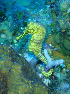 Praxistest Olympus 850 SW - Seepferdchen, aufgenommen im Unterwasser-Modus (inklusive Makro) mit Aufhellblitz [Foto: scuba photo factory]