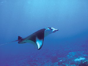 Mobula-Rochen bei Palau, Südsee, knapp unter der Wasser-Oberfläche mit Tageslicht fotografiert [Foto: scuba photo factory]