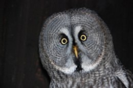 Tierfotografie mit der Nikon School im Wildgehege Hellenthal in der Eifel  [Foto: Nikon]