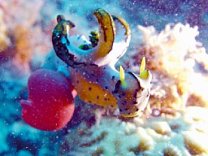 Diese Nacktschnecke wurde mit einer Kompaktkamera und deren Blitz fotografiert – die Schwebeteilchen sind klar zu erkennen [Foto:Christian Fischer]