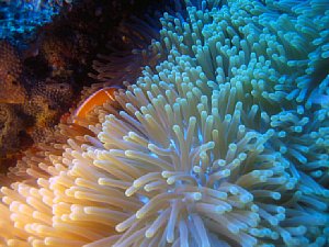 Zweifach-Beleuchtung: Der Blitz einer Kompaktkamera erhellt die linke Seite der Anemone, rechts hilft eine Lampe nach [Foto:Christian Fischer]