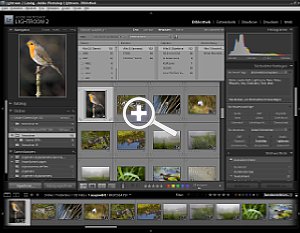 Adobe Photoshop Lightroom 2 - Thumbnailansicht, Filtermoeglichkeit, Stichworte [Foto: MediaNord]