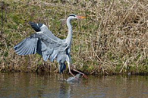 Graureiher bei der Landung, aufgenommen mit Kardankopf am Ruppersdorfer See [Foto: Ralf Germer]