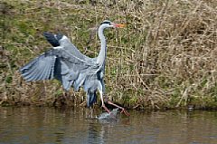 Graureiher bei der Landung, aufgenommen mit Kardankopf am Ruppersdorfer See [Foto: Ralf Germer]