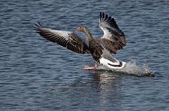 Graugans bei der Landung, aufgenommen mit Kardankopf am Ruppersdorfer See [Foto: Ralf Germer]