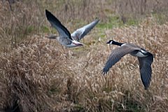 Graugans und Kanadagans, aufgenommen mit Kardankopf am Ruppersdorfer See[Foto: Ralf Germer]