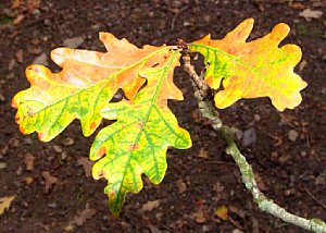 Originalaufnahme eines herbstlichen Eichenzweiges [Foto:Günter Hauschild]