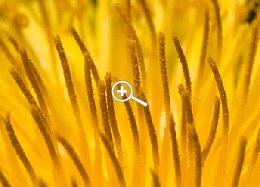 Mit Photozoom Pro 3 vergrößerter Ausschnittt [Foto: MediaNord]