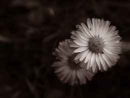 Fototipp Tonen – Sepia Farbebene mit verrechnungsmodus weiches Licht [Foto: Harm-Diercks Gronewold]