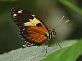 Schmetterling [Foto: Highlight Tours]