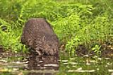 Otter in den Masuren [Foto: MediaNord]