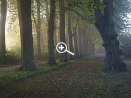 Fototipp Nebelbilder – seitliches Licht bei leichte, Nebel [Foto: Harm-Diercks Gronewold]