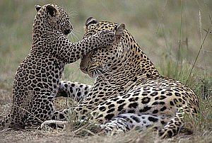 Pölking Foto Tours Kenia 2006  [Foto: Pölking Tours]
