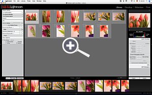 Adobe Lightroom Beta – Die “Library”, der eigentliche Leuchttisch von Lightroom [Foto: MediaNord]