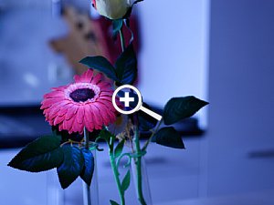 Bild 2: Die Blüte wurde mit dem Kunstlicht beleuchtet, der Hintergrund zeigt einen deutlichen Blaustich. Hier wurde die Technik übertrieben zur Demonstration angewandt [Foto: Tobias Heinze] 