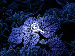 Bild 3: Morgens um halb sieben und bei eisiger Kälte entstand dieses Bild. Die Frostkristalle glitzern effektvoll, wenn man die Lichtquelle während der Aufnahme ein wenig bewegt. Dazu ist eine längere Verschlusszeit nötig, mindestens eine 1/10 s [Foto: Tobias Heinze]