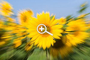 Bild 1: Sonnenblume in einem Feld, Belichtungszeit 1/15 s [Foto: Florian Kainz]