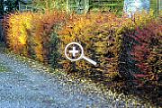 Bild 3 Hecke an einem Grundstück [Foto: Günter Hauschild]
