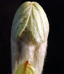 Aufbrechende Knospe der Rosskastanie [Foto: Günter Hauschild]