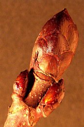 Knospe der Rosskastanie [Foto: Günter Hauschild]