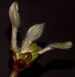 Sich entfaltende Knospe der Rosskastanie [Foto: Günter Hauschild]