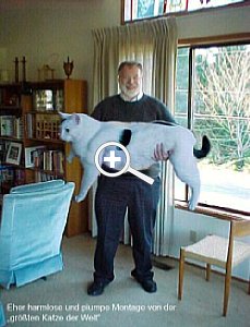 Bild 1: Große Katze, Montage Just for Fun