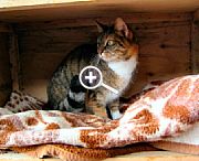 Bild 2: Bild der Katze [Foto:Martin Pohl]