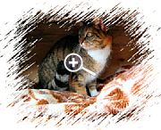 Bild 3: Katze mit Maske [Foto:Martin Pohl]