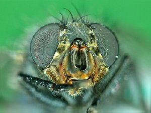 Aufnahme einer Fliege mit dem LM DSLR Makroobjektiv von Micro Tech Labs [Foto: Micro Tech Labs]