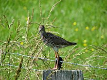 Bild 2 Rotschenkel (Altvogel) im Ausguck [Foto: Günter Hauschild]