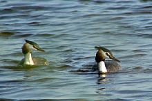 Bild 3 Haubentaucherpaar auf einem Anglergewässer  [Foto: Günter Hauschild]