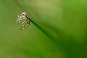 Bild 3: Spinne am Grashalm  [Foto: Michael Gradias]