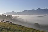 Herbstnebel im Juni [Foto: Frankenbauer]