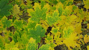 Herbstblätter [Foto: Benjamin Kirchheim]