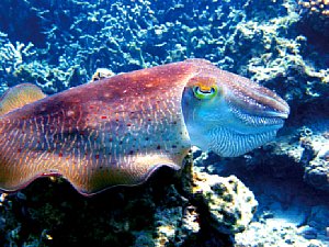 Der Oktopus in tropischen Gewässern wird durch Reste von Tageslicht sowie eine Xenon-Lampe erhellt [Foto:Christian Fischer]
