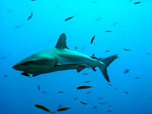 Der Hai vor Palau in ca. 15 Meter Tiefe wird ausschließlich mit Tageslicht beleuchtet [Foto:Christian Fischer]