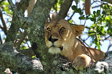 Löwin in einem Baum in der Serengeti, Foto: Thorben Ahrens