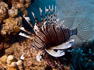 Typischer Anwohner im Roten Meer: ein Rotfeuerfisch (29 mm, entspr. 58 mm Kleinbild) [Foto: ScubaPhotoFactory]
