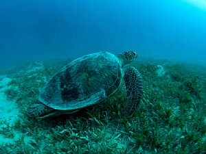 Eine Schildkröte auf einer Seegraswiese, eingefangen mit 8-mm-Fisheye [Foto: ScubaPhotoFactory]