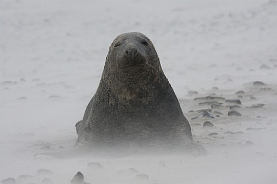 Robbe im Sandsturm, Foto: Norbert Simeth Robbe im Sandsturm, Foto: Norbert Simeth