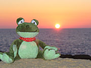 Sweety beim Sonnenuntergang auf Gozo [Foto: Klaus-Thorsten Tegge]